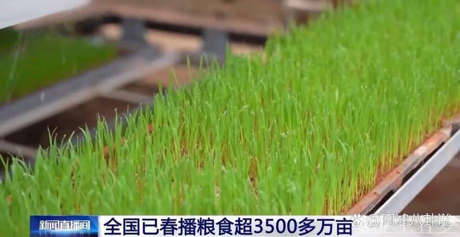 全国已春播粮食3500多万亩